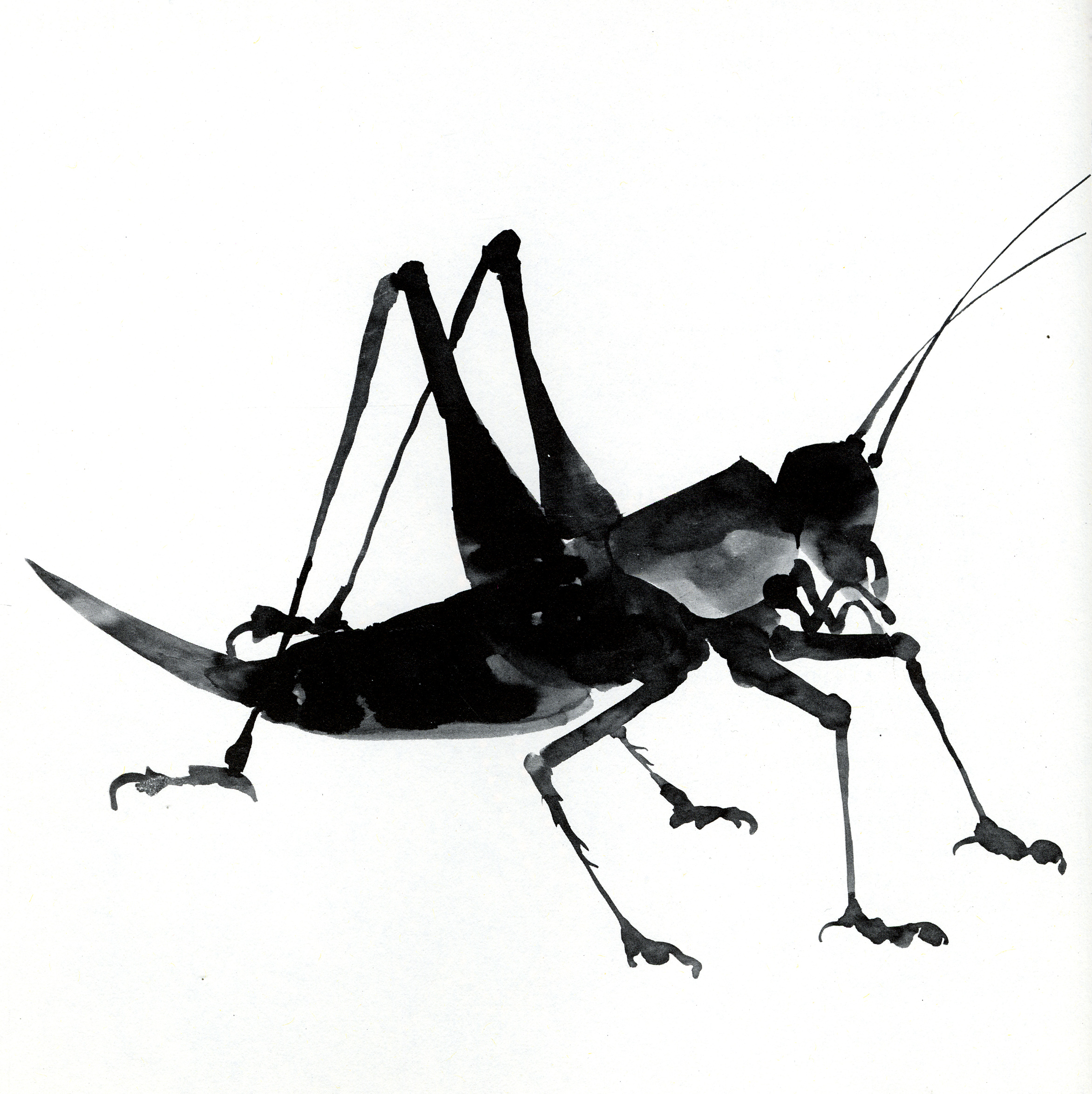 Grasshopper